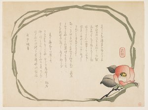 Camelia, gennaio 1860 da Kasai